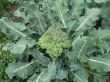 Brassica oleracea convar. botrytis var. italica2.jpg