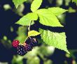 Rubus fruticosus2.jpg