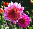 Dahlia.jpg