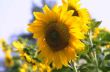 Helianthus annuus2.jpg