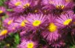 Erigeron speciosus.jpg