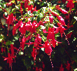 Fuchsia3.gif