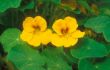 Tropaeolum majus3.jpg