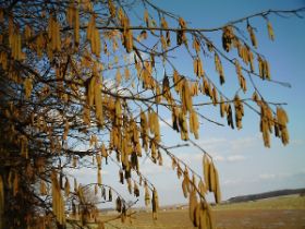 KW: 13 - Haselnußblüte - Die ersten Frühlingsboten